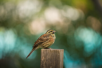 Cirl Bunting perched on a wooden post