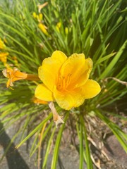 yellow flower in the garden