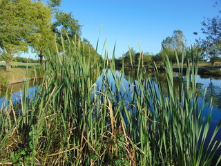 reeds on the lake