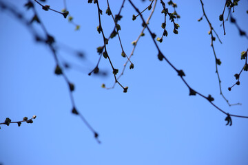 arbol brotes primavera parecen caer del cielo