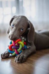 puppy weimaraner dog with colorful ball is playing, with his ball in his mouth, pets play with your...