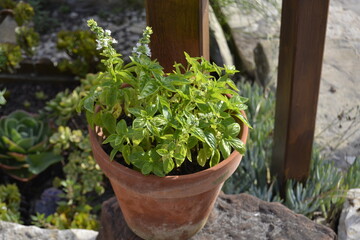 basil in a pot