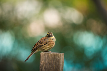 Cirl Bunting perched on a wooden post