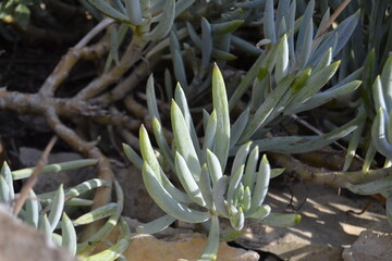 succulents