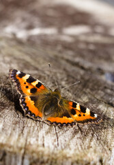 Close up of small tortoiseshell butterfly on wood