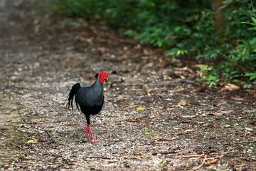 Siamese fireback (Lophura diardi) is a national bird of Thailand in natural habitat.