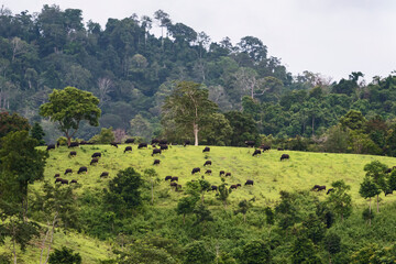 A distant view of a herd of bison on the mountain