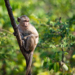 The daily lives of small monkeys, tropical forests, Thailand.