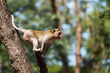The daily lives of small monkeys, tropical forests, Thailand.