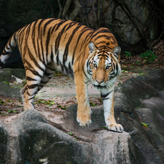 The tiger looked at me very scary.