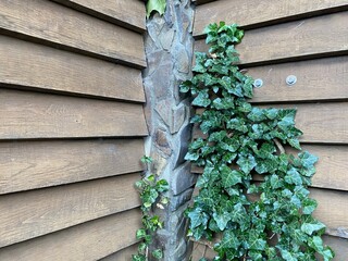 Green flower in wooden wall 