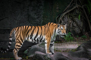 Fototapeta na wymiar White tiger is looking for food in the forest.