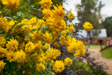 Rudbeckia laciniata cutleaf coneflower golden ball yellow flowers