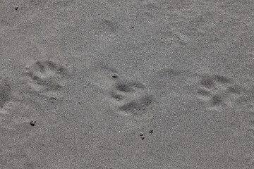 Fototapeta na wymiar Close-up of animal footprints - dog on the beach on the gray shore. Background for wallpaper, post or illustrations in social networks.