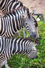Three zebras eating grass in a stable.