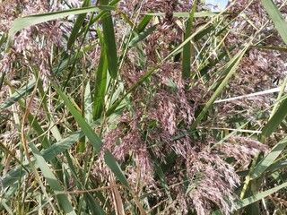 grass in the wind