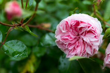 peony rose on a green background in the garden. Summer and spring fantasy flower background. Wide format, free space for design.