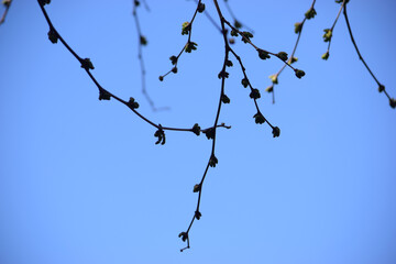 pasaje del cielo con brotes de primavera colgando