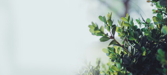 A nice template for text with nice branches with organic leaves 