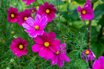 The pink cosmos on a green background in the garden after rain. Summer and spring fantasy flower background. Wide format, free space for design.