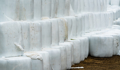 Fototapeta na wymiar Silage hay bales wrapped in white plastic, stacked on top of each other.