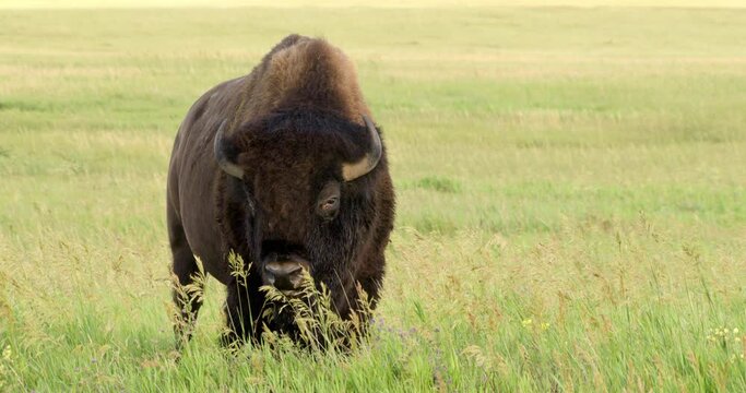 American bison while eating