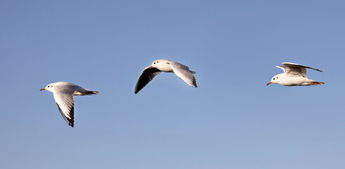 Möwen am Himmel fliegen