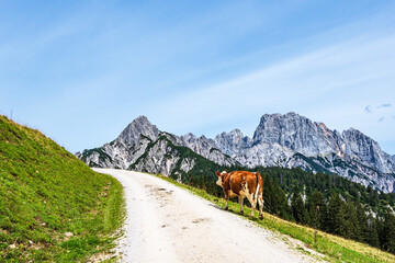 Blick auf die Litzlalm mit Kuh in &Ouml;sterreich