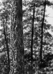 Black and white drawing of a tree with a rough texture and a forest landscape. Ink on paper