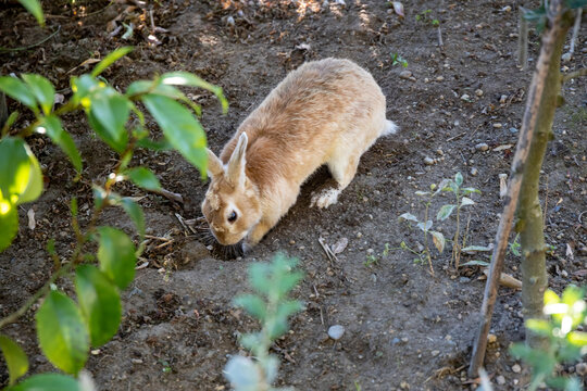 Bunny digging in a front yard, Seattle Washington.
