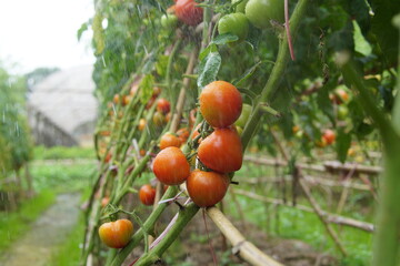 Tomatoes are watered with rainwater