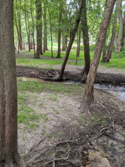 Fototapeta premium A creek flowing in the woods in the summer season.