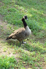 Duck walking in the grass