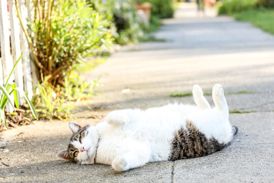 A small Tabby cat lounging on the sidewalk, Seattle Washington.