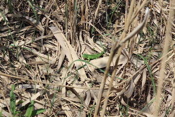 Green lizard on dry cane leaves