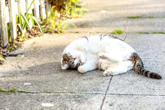 A small Tabby cat lounging on the sidewalk, Seattle Washington.