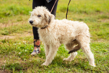 white fluffy and stray dog