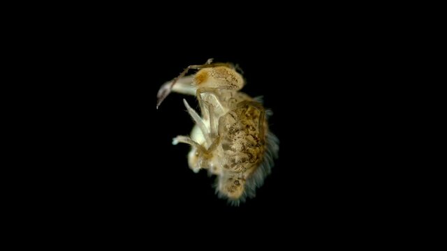 insect Collembola under the microscope, Symphypleona order, is a subclass of Arthropoda, lives in soil, trees, algae in a pond. The video shows the work of the ventral tube. Sample found at Baikal