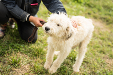 white fluffy and stray dog