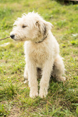 white fluffy and stray dog