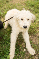 white fluffy and stray dog