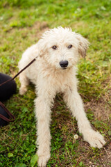 white fluffy and stray dog