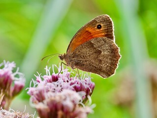 Obraz premium Meadow brown butterfly pollinating on the pink flowers. The Meadow Brown is one of our commonest and most widespread butterflies, and a familiar sight throughout the summer months. 