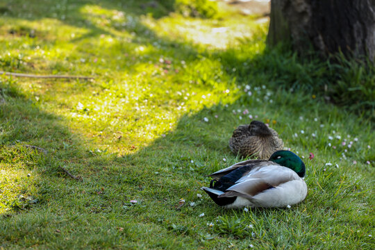 A couple of Sleeping Mallard Ducks Seward Park, Seattle WA.