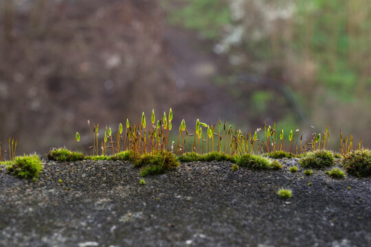 swan’s-neck thyme-moss growing on a rocky outcrop.