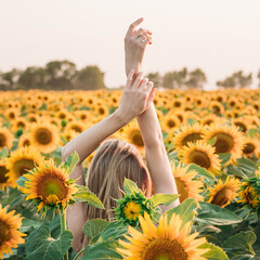 summer field sunflowers girl