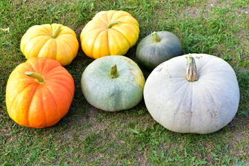 Blue yellow and red pumpkin on a grass background