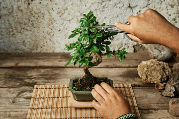Hands pruning a bonsai tree on a work table. Gardening concept. - 377384437