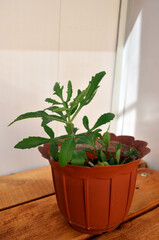 Home green flower in a pot. Plant.