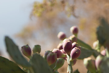 Prickly pear cactus.